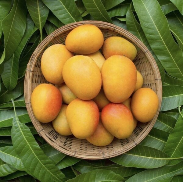 Mangoes