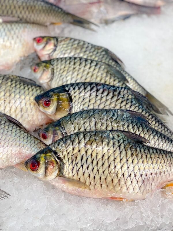 fish, fresh fish, carp, seafood, nature, bazaar, fish market, market, tilapia