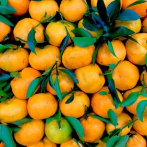 A vibrant display of fresh tangerines with lush green leaves captured outdoors in Brazil.