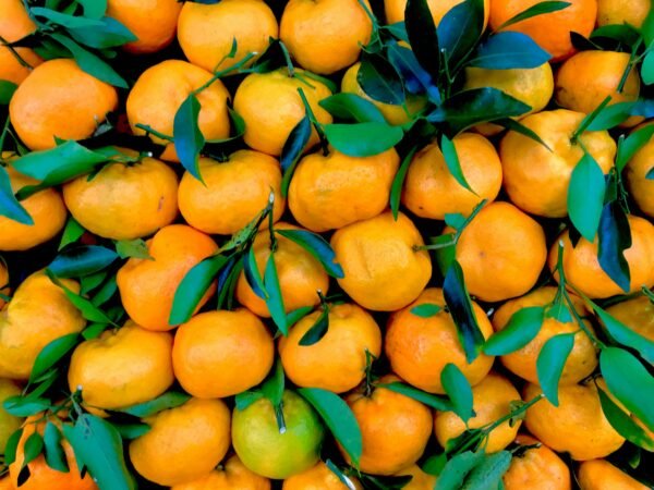 A vibrant display of fresh tangerines with lush green leaves captured outdoors in Brazil.